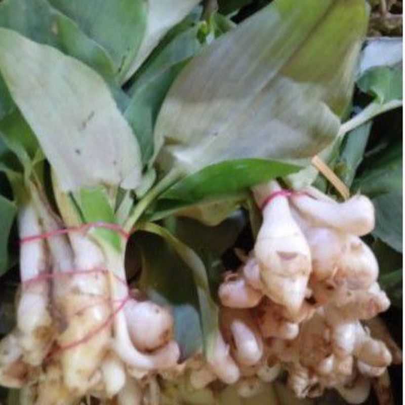 

Daun kencur - per ikat