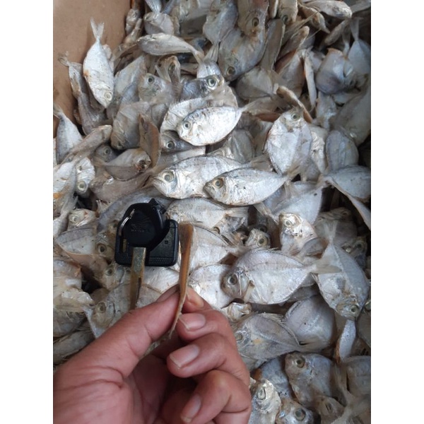 

Ikan Pipih Kempar 1kg