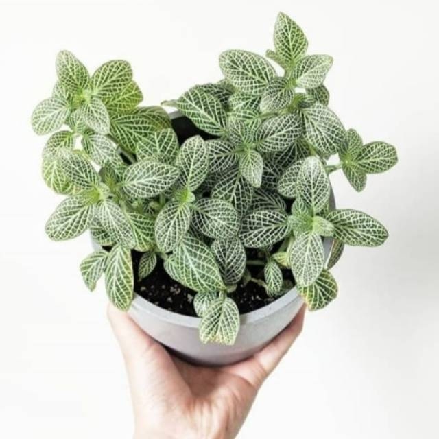 tanaman hias episcia fitonia mutiara - tanaman gantung - episcia