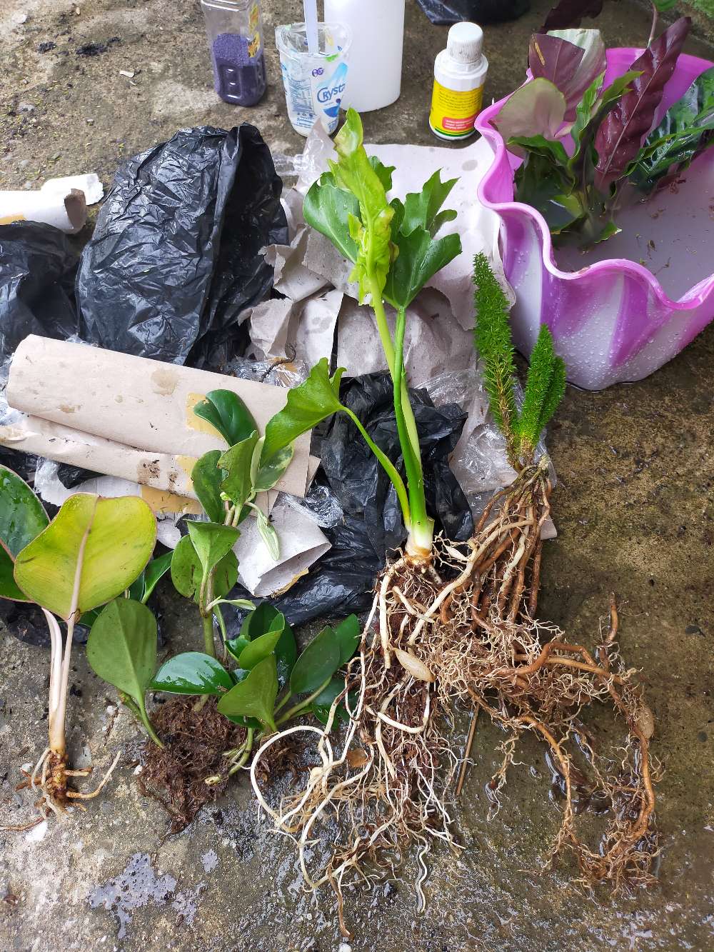 Murah Tanaman Hias Indoor Paperomia Hijau - Jade