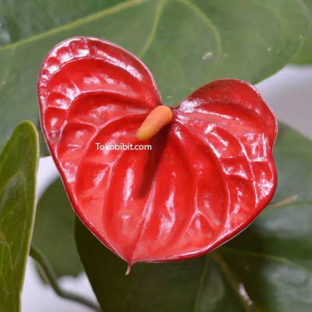 Tanaman hias anthurium mickymous - tanaman hias anthurium bunga merah