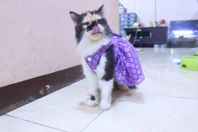 Dress satin renda ungu lucu untuk kucing dan anjing / baju kucing murah size S-XL