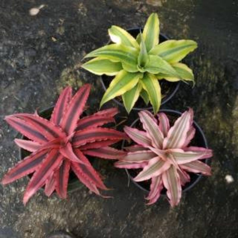 Tanaman kriptantus cryptanthus hybrid