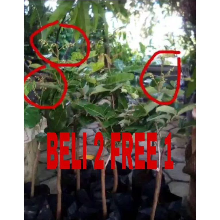 PROMO BELI 2 FREE 1 // BIBIT KELENGKENG MATALADA SEDANG BERBUAH // TANAMAN KELENGKENG // KELENGKENG