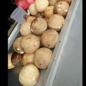 

Kelapa tua /kelapa santan harga 1pcs