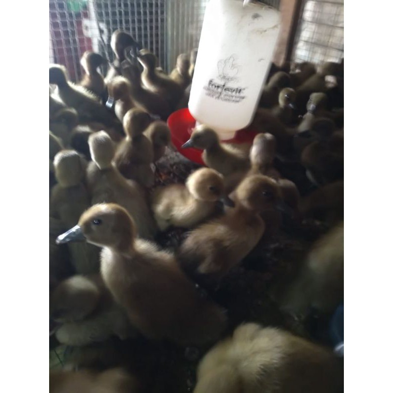 Bebek Jawa (BEBEK SAWAH) bebek lokal | dod bebek jawa | bebek koek | bebek jantan