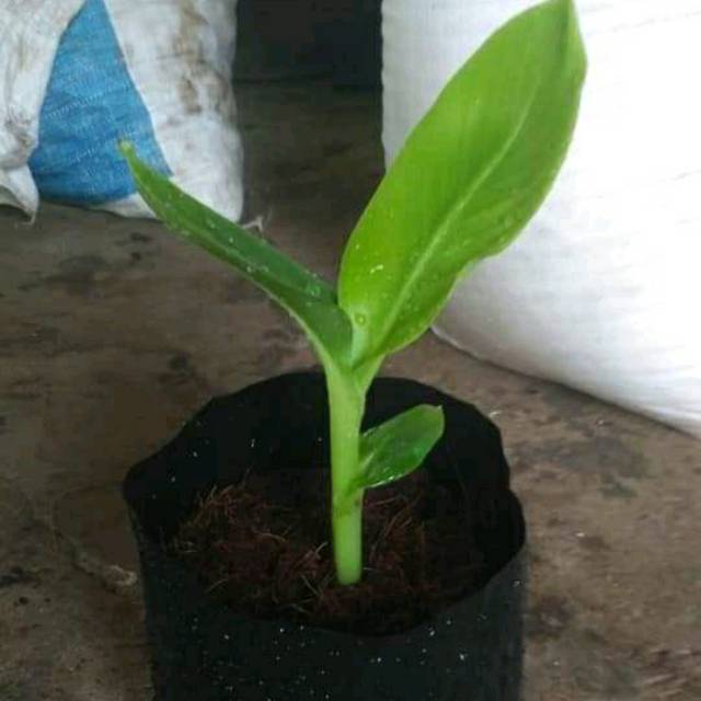 bibit pisang cavendish