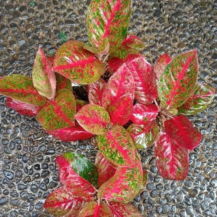 Tanaman Hias Aglonema  Red  Stardust  Shopee Indonesia