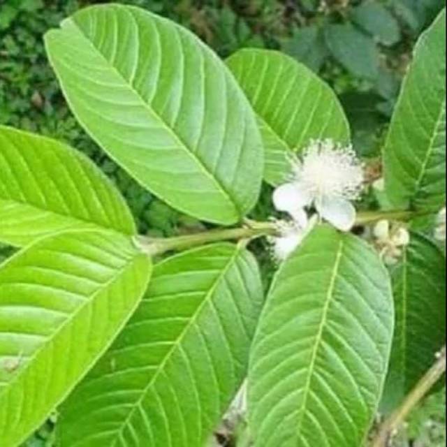 Gambar Daun Jambu Batu ~ Gambar Desain HD