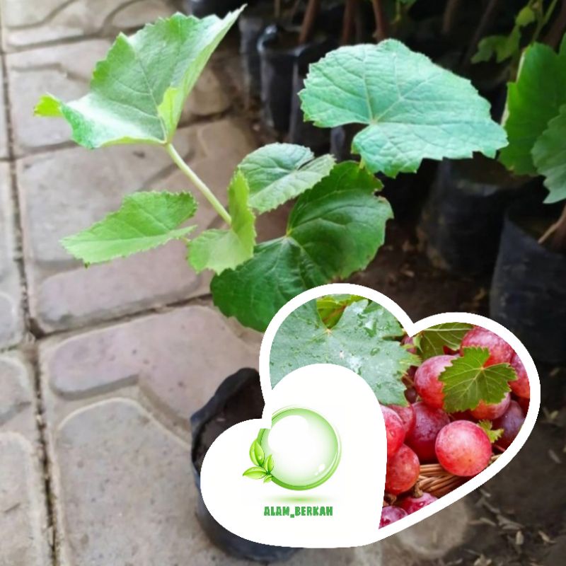 Bibit pohon buah anggur merah /Tanaman buah anggur merah