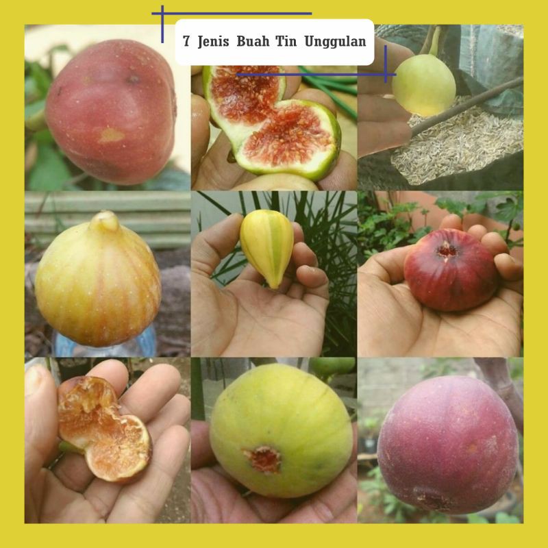 Jual Bibit Buah Tin 7 Jenis Indonesia Shopee Indonesia