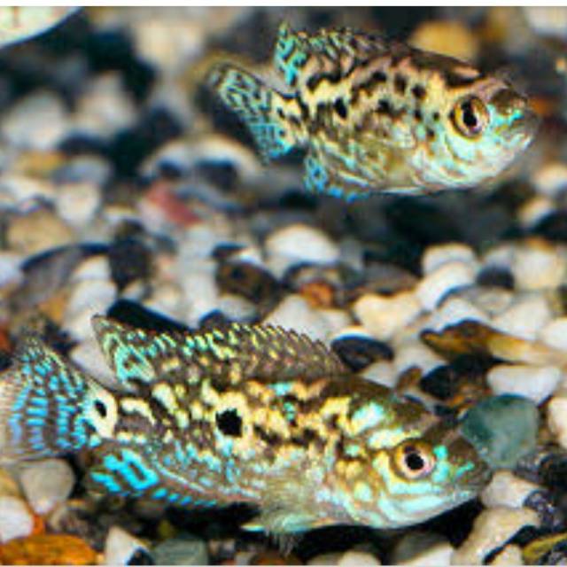 IKAN HIAS EBJD ELECTRIC BLUE JACK DEMPSEY