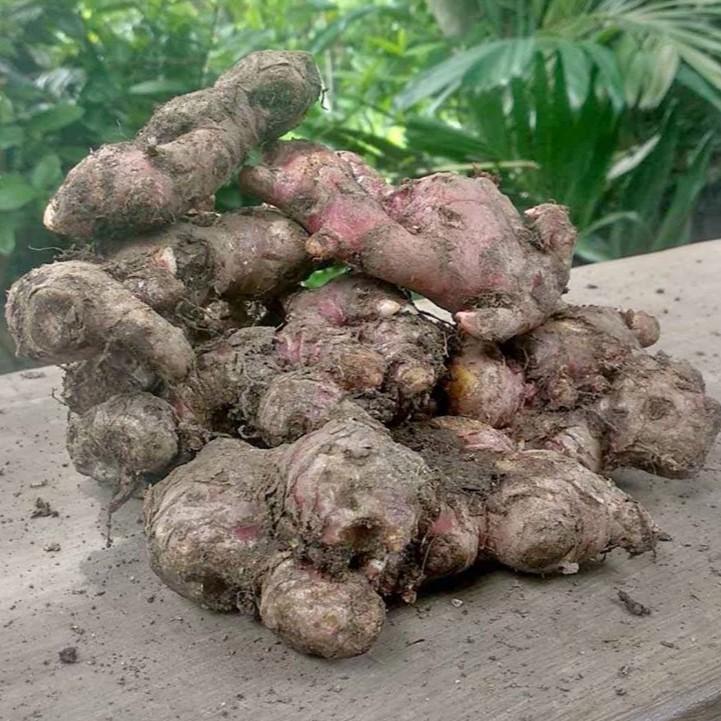 

Jahe Merah 1 kg