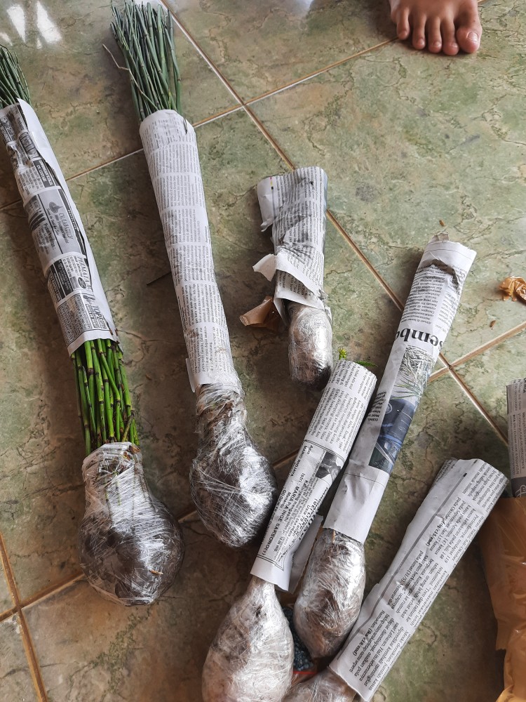 Bambu Air 30-50 Batang