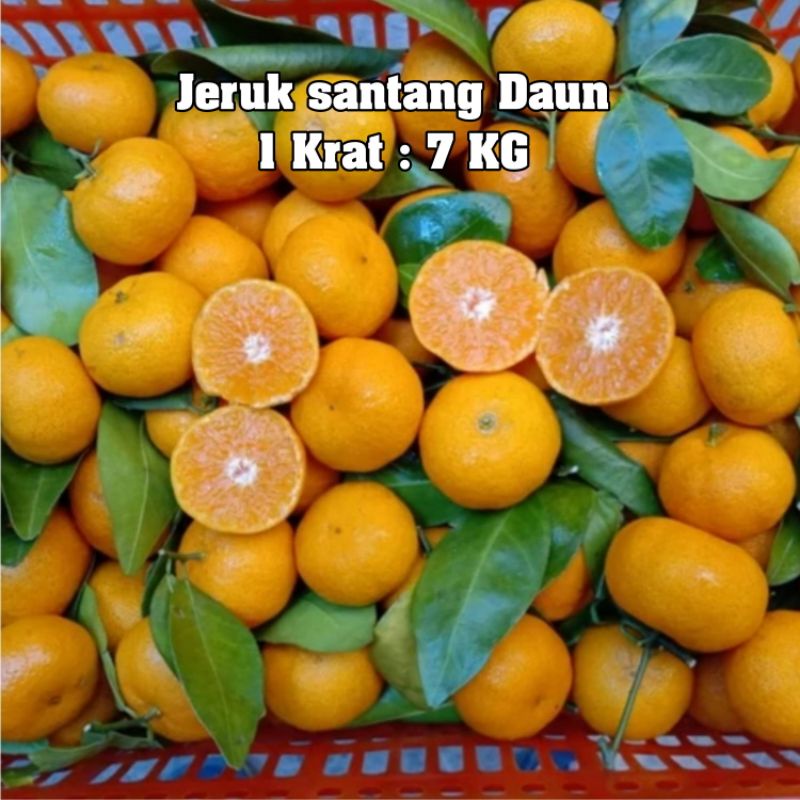 

READY STOK !! jeruk kecil manis SHANTANG MADU DAUN 1 Krat 7 KG lebih Sama Kranjangnya Fresh delight