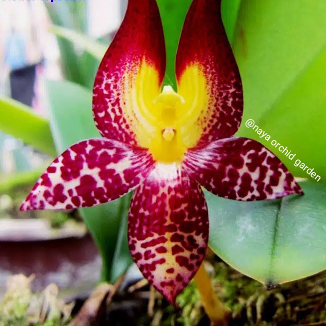 Bulbophyllum Macranthum Spesies Rawatan