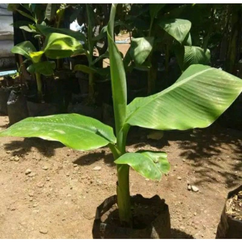 bibit tanaman pisang uli/ bibit pohon pisang uli