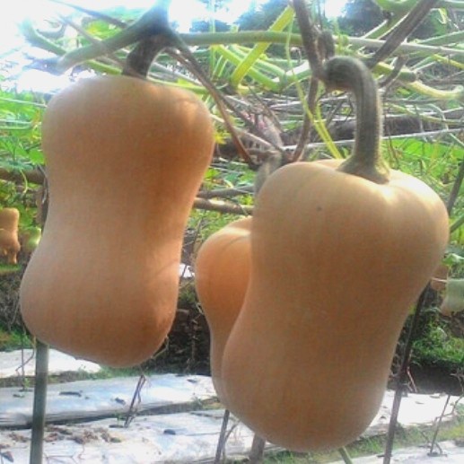 

BUTTERNUT PUMPKIN / LABU MADU (pcs)