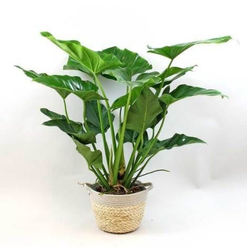 philo marble / philodendron marble / tanaman hias philodendron marble