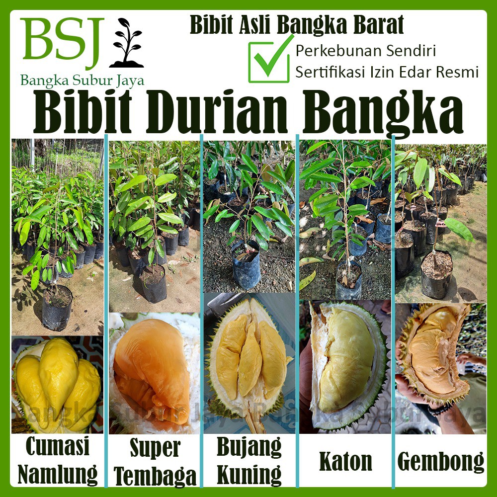 Bibit Durian Bangka Subur Jaya / Namlung - Cumasi / Super Tembaga / Bujang Kuning/ Kanton / Gembong