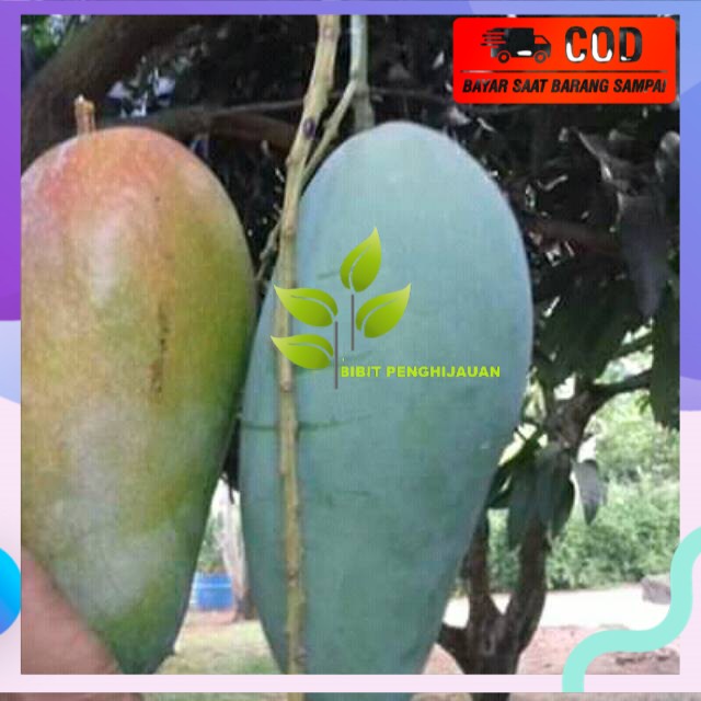 Bibit buah mangga kyojai