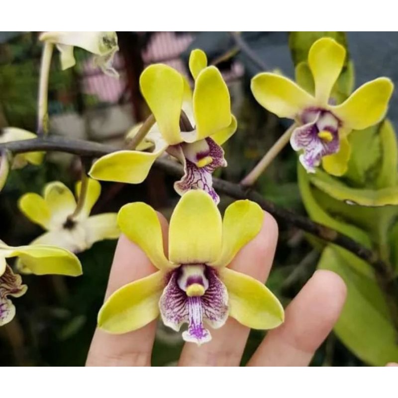 seedling dendrobium besi