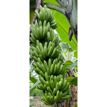 Bibit pisang mulyo / pisang fhia 17