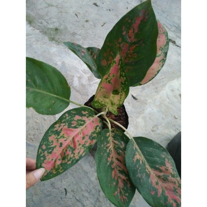 aglonema red kocyn /agonema rotundum/aglonema beras tumpah/aglonema given