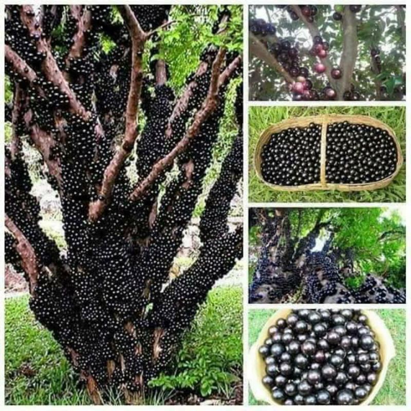 bibit anggur pohon Brazil jenis preco