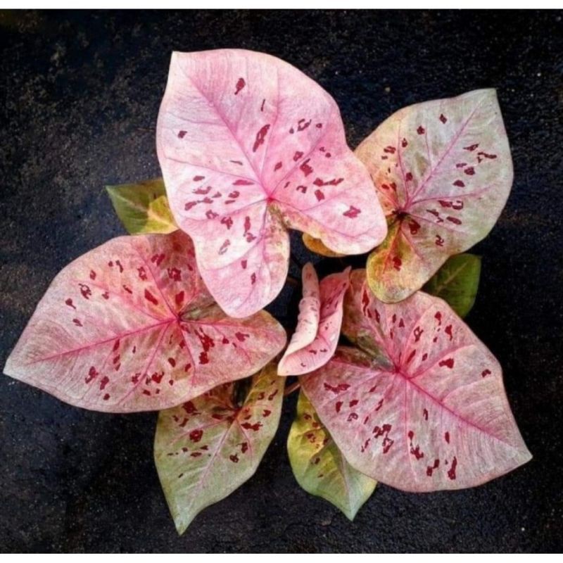 Umbi Caladium Raspberry Moon - keladi hias hybrid import thailand