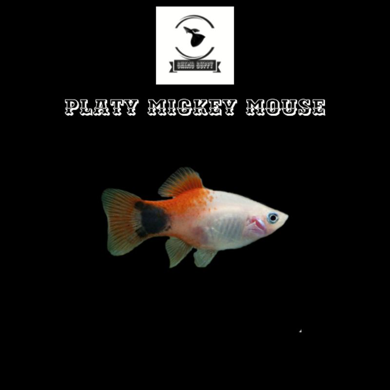 ikan platy mickey mouse