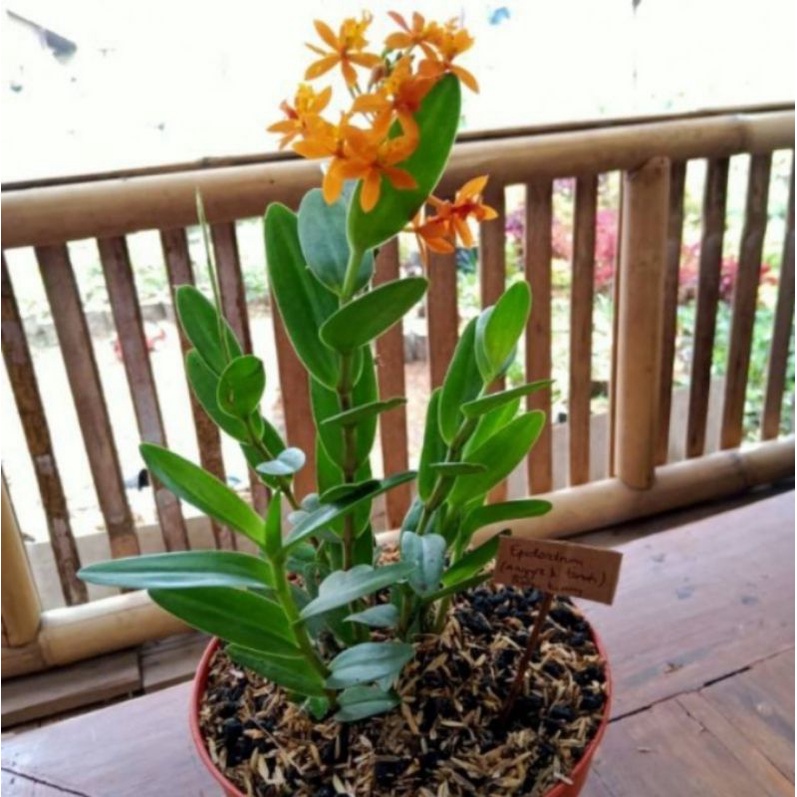 tanaman hias epidendrum anggrek tanah