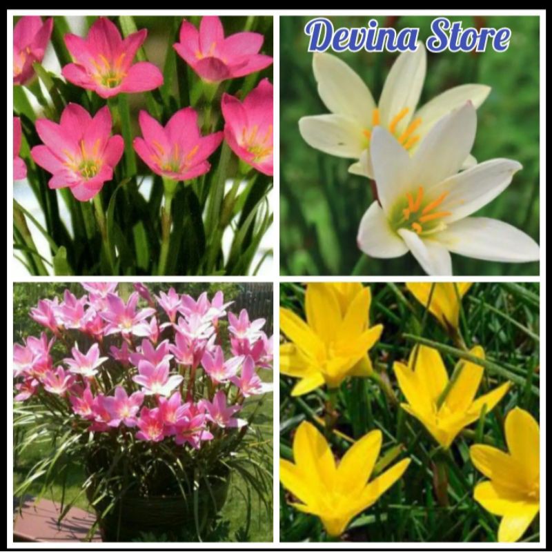 Umbi bunga hujan Lili 1 PAKET 3 warna