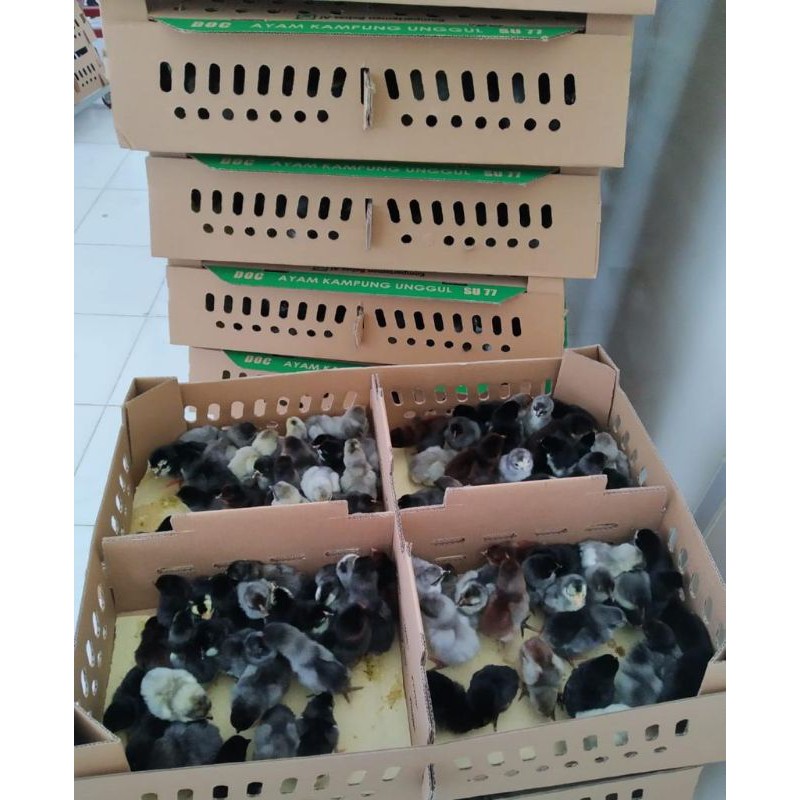 

DOC AYAM KAMPUNG UNGGUL KUB