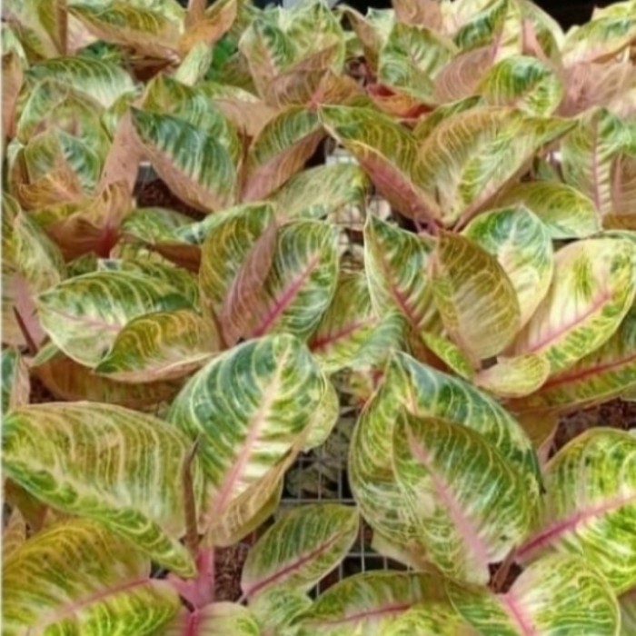 Tanaman Hias bonggol aglonema moonlight-bonggol aglonema moonlight