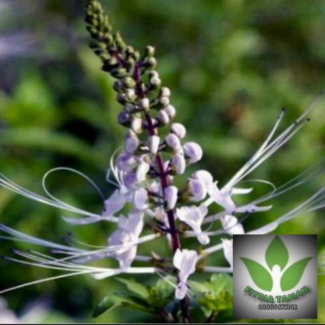 

Daun Kumis Kucing Segar Organik - Fresh Leave Herbal