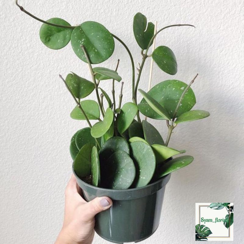 Tanaman Hias hoya Obovata tanaman Menjuntai rimbun