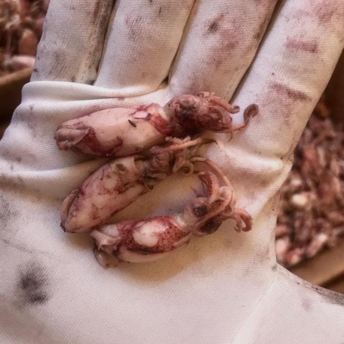 

[COD] CUMI ASIN KECIL [COD]