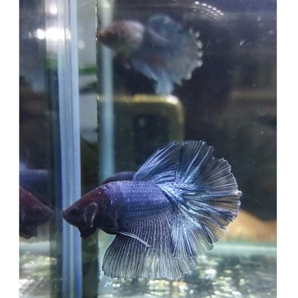 SEPASANG IKAN CUPANG HALFMOON/HM BLUE STEEL 100% REALPICT