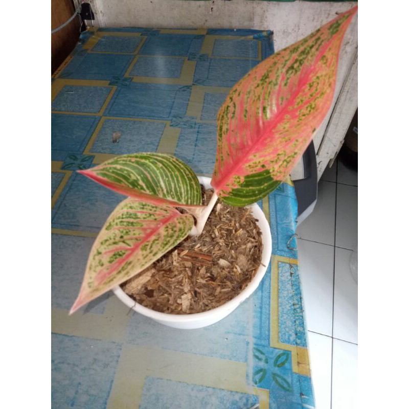 tanaman hias aglonema red legacy-red legacy-aglonema red legacy-aglaonema red legacy-RED LEGACY