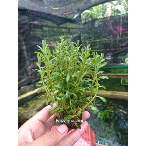 Ludwigia inclinata green wabikusa aquascape