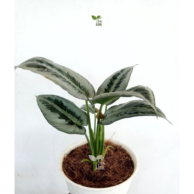 tanaman schismatoglottis