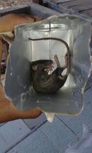 Ramtus Obat Racun Tikus Langsung Mati Kering Tidak Bau Sangat Ampuh Racun Pembasmi Tikus 12 Pack