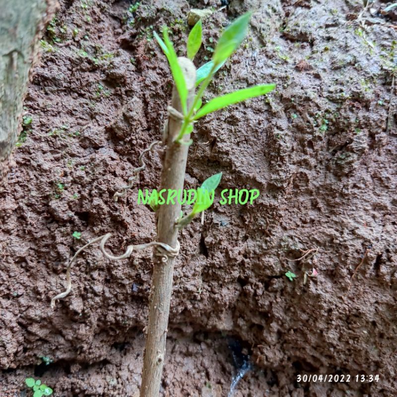 

[Fresh] BIBIT DAUN PACAR KUKU (UKURAN KECIL) BIBIT STEK DAUN PACAR ARAB / BIBIT CUTTING DAUN HENNA