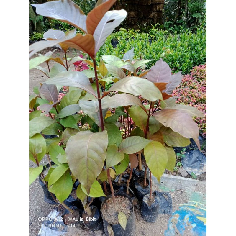 Daun ungu /Tanaman herbal ambeiyen