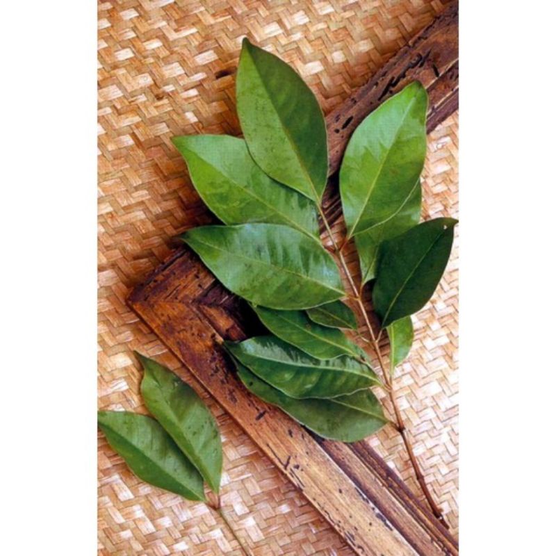 

COD Daun salam segar (per lembar)