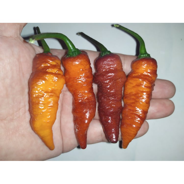 Benih Bibit Biji - Cabai Testanera Orange Black Cabe Pepper Seeds