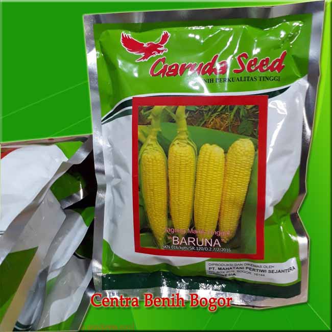 [250GR /SEKITAR 1700 BIJI]- BIBIT JAGUNG MANIS UNGGUL - BENIH JAGUNG MANIS | BIBIT UNGGUL JAGUNG