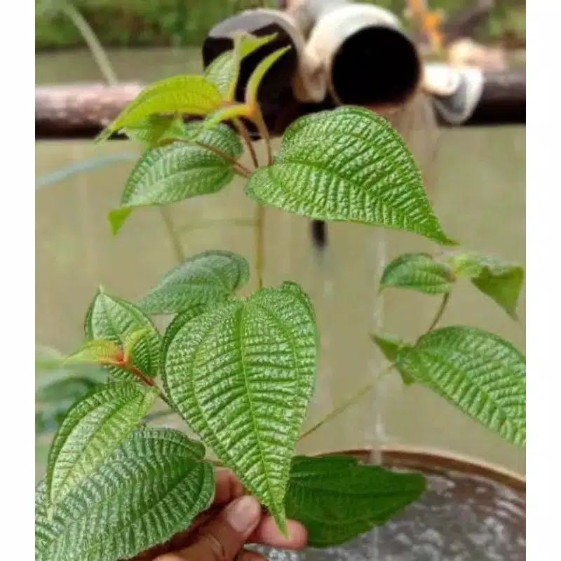 

promo Bibit Harendong Bulu mugi laris