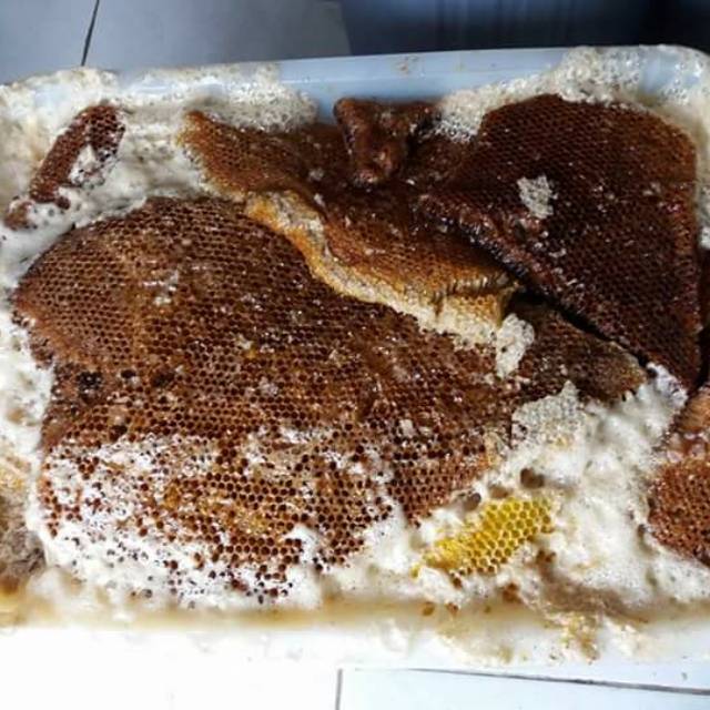 

Madu Hutan RIAU / dengan sarang